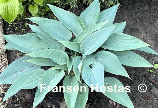 Hosta Awakening Angel